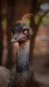 ilanosh Altpins Profile Picture