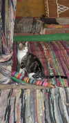pinx_ir Altpins Profile Picture