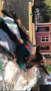 maori_cohen Altpins Profile Picture