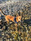 michal_cohen017 Altpins Profile Picture
