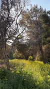 efrat_elmalich Altpins Profile Picture