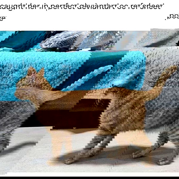 missnyxdawn missnyxdawn archive image