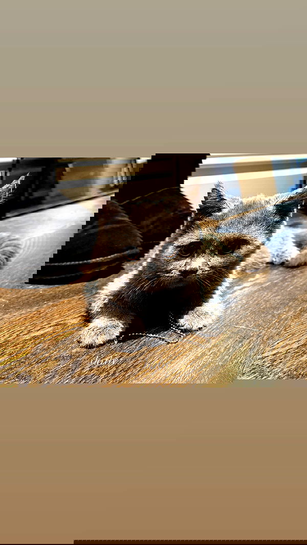 rchhhll rchhhll archive image