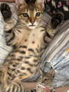 hellokittyangel666 Altpins Profile Picture