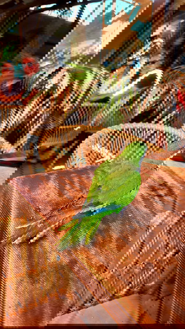 manjolamuriqi manjolamuriqi archive image