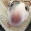 llofreaki Altpins Profile Picture