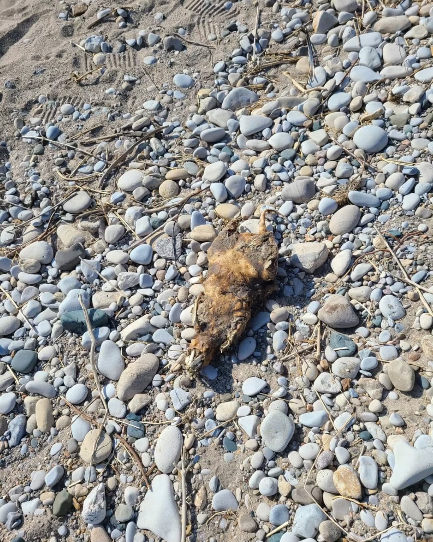 xombunni instagram image archive image