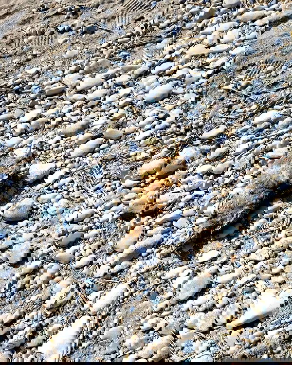 xombunni image ~ Altpins