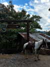 gissell_eli Altpins Profile Picture