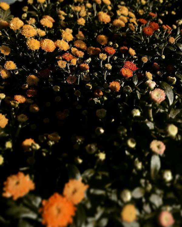 hallucineon instagram image archive image