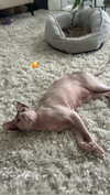 liiza_maarchuk Altpins Profile Picture