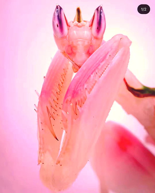 bad.toy instagram image archive image