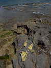shira_adar_ Altpins Profile Picture
