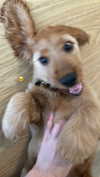 netabar Altpins Profile Picture
