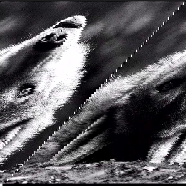 missnyxdawn missnyxdawn archive image