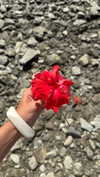 pia__kim Altpins Profile Picture