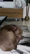 koralsarosi_ Altpins Profile Picture