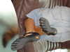 daryanedarya Altpins Profile Picture