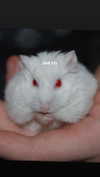 babynympho_archive Altpins Profile Picture