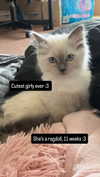 alice_hez Altpins Profile Picture