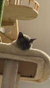 sugarcoatedkiss Altpins Profile Picture