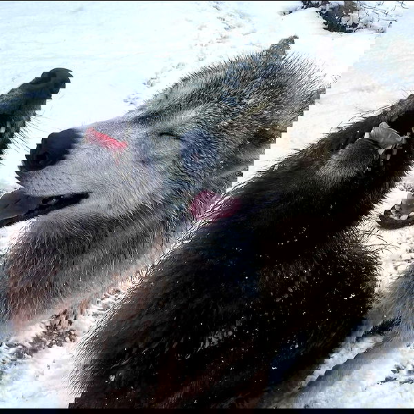 missnyxdawn missnyxdawn archive image