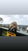 maori_cohen Altpins Profile Picture