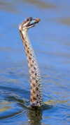 maori_cohen Altpins Profile Picture