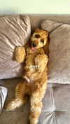 netabar Altpins Profile Picture