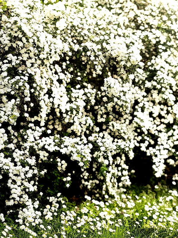 rosessativa rosessativa archive image