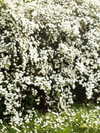 rosessativa Altpins Profile Picture