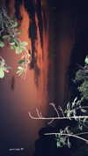 pia__kim Altpins Profile Picture