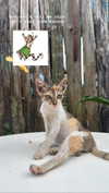 girlcalledluca Altpins Profile Picture
