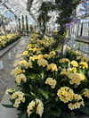 vanillachaiiiii Altpins Profile Picture