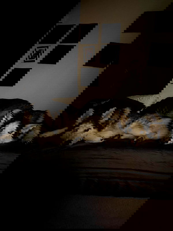 _animechika_ _animechika_ archive image