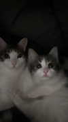 yuna_1_27 Altpins Profile Picture