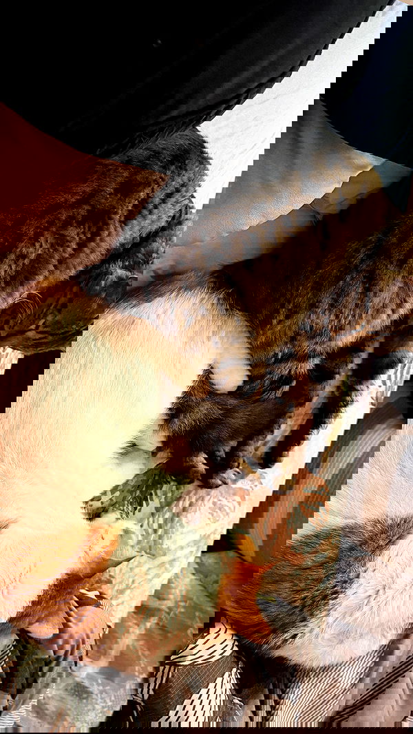 strawberryshanz strawberryshanz archive image