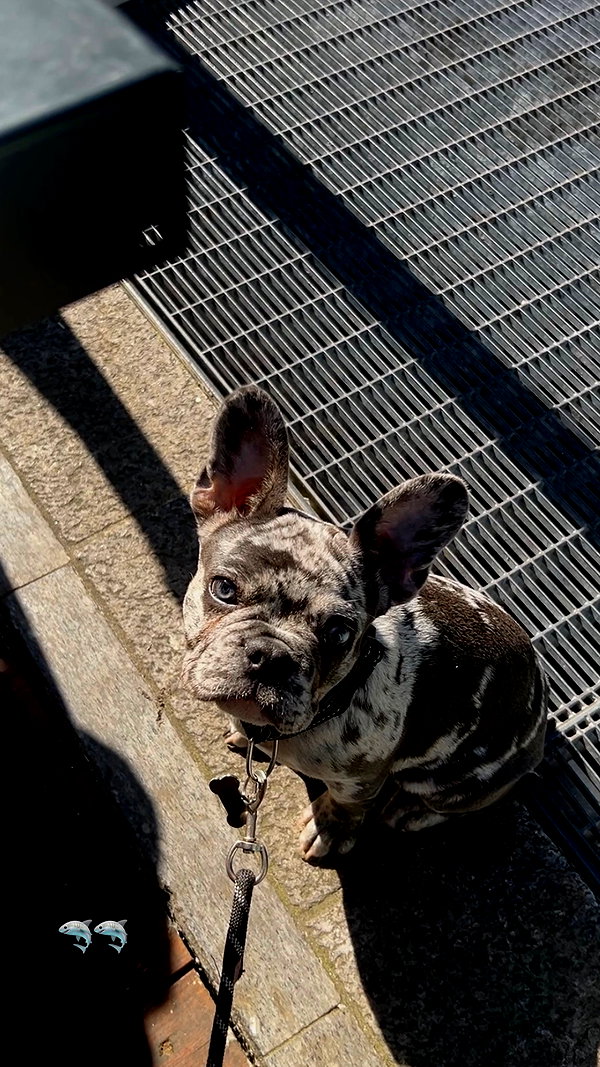 rott3nbambi instagram image archive image