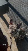 rott3nbambi Altpins Profile Picture