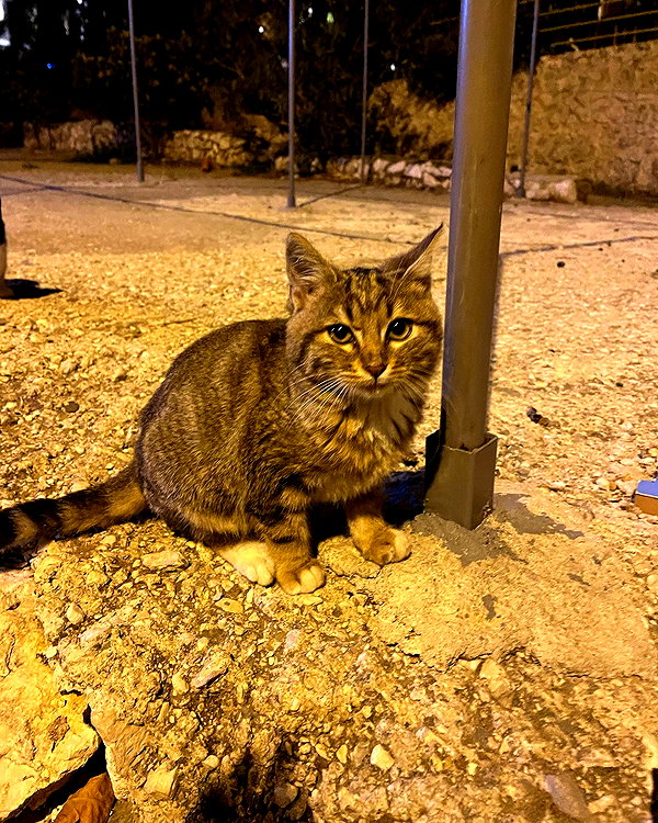 owlydiaa instagram image archive image