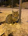 owlydiaa Altpins Profile Picture