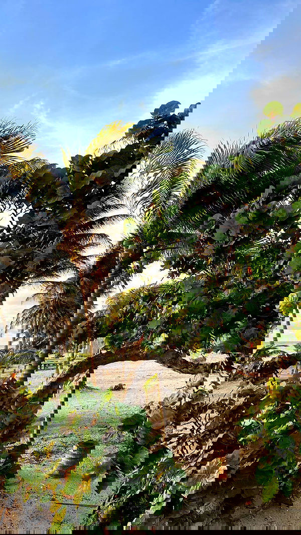 manjolamuriqi manjolamuriqi archive image