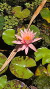 avital_1010.2003 Altpins Profile Picture