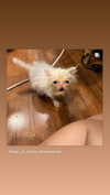 dante_yangpa Altpins Profile Picture