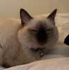 evasela__ Altpins Profile Picture