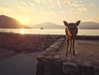 alexandradaddario Altpins Profile Picture