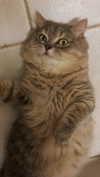 _mashachka_ Altpins Profile Picture