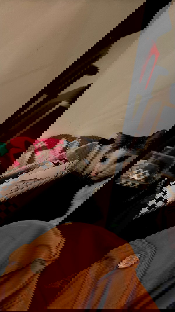 mosssaico mosssaico archive image