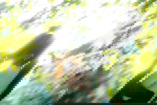 ting851204 ting851204 archive image