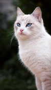 ilanosh Altpins Profile Picture